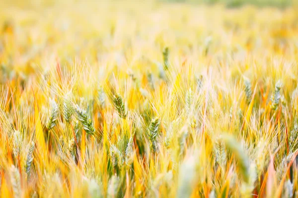 Avvicinamento delle spighe di grano maturo — Foto Stock