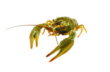 beyaz izole büyük canlı kerevit