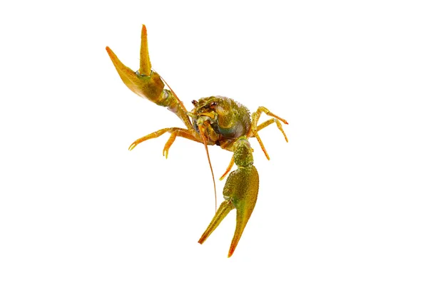 Big alive crayfish isolated on white — Stock Photo, Image