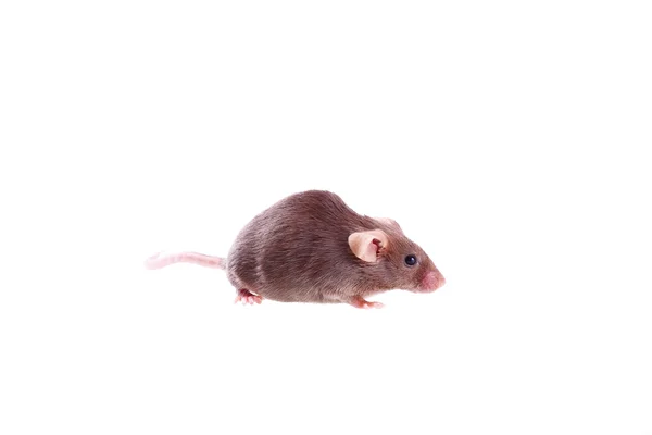Čokoládové hnědé myš — Stock fotografie