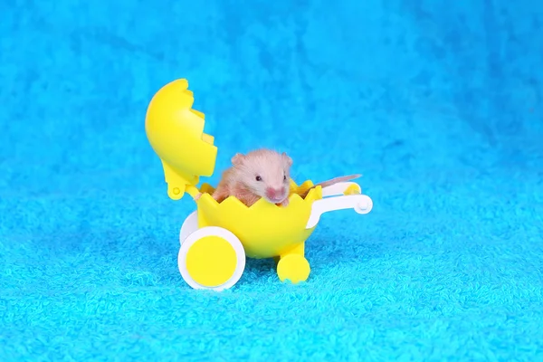 Baby mouse — Stock Photo, Image