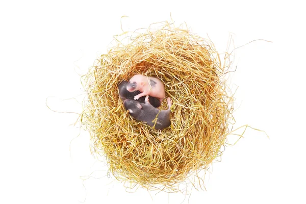 Small mouse babies in nest — Stock Photo, Image