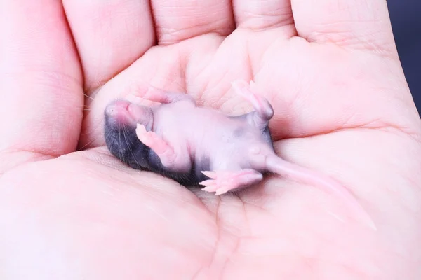 Baby-Maus — Stockfoto