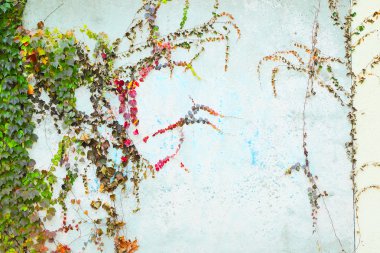 Yeşil sarmaşık Parthenocissus tricuspidata Veitchii