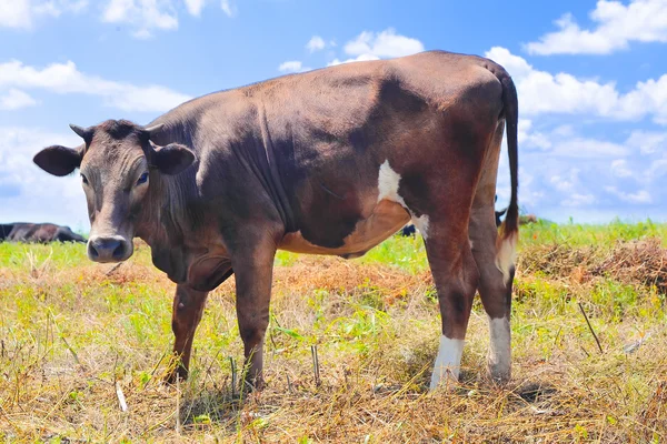 Vaca en un pasto de verano —  Fotos de Stock