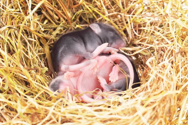 Small mouse babies in nest — Stock Photo, Image