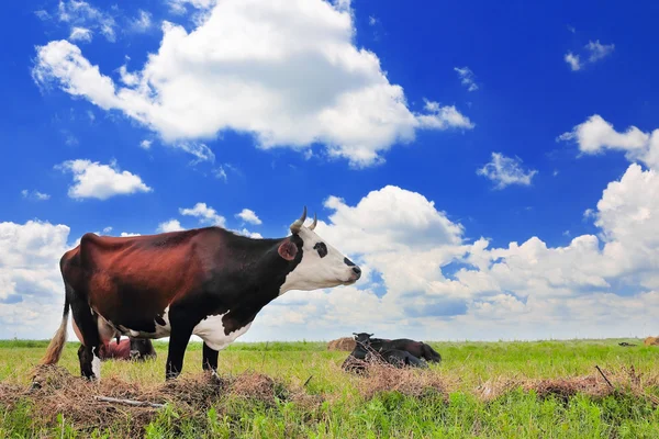 Kuh auf einer Sommerweide — Stockfoto