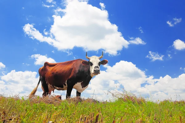 Kuh auf einer Sommerweide — Stockfoto