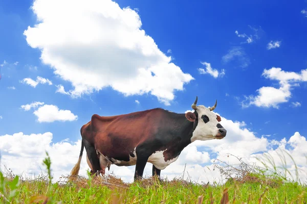 Vaca en un pasto de verano —  Fotos de Stock