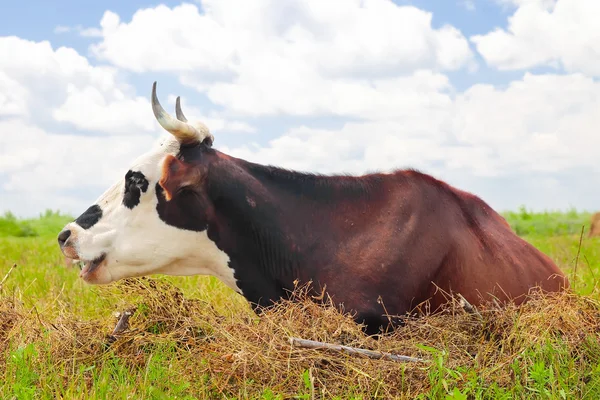 एक ग्रीष्मकालीन चराई पर गाय — स्टॉक फ़ोटो, इमेज