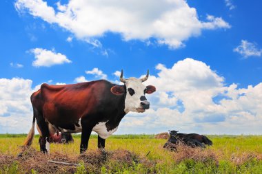 Yaz otlağında inek