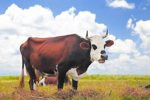 Vaca en un pasto de verano —  Fotos de Stock