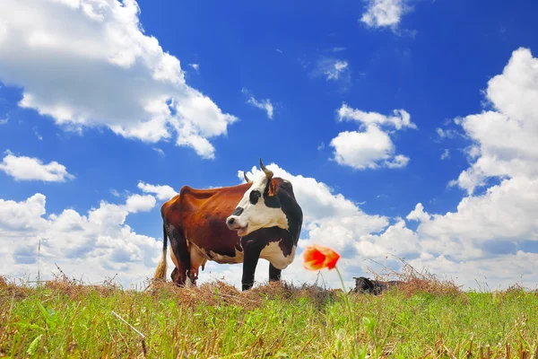 Kuh auf einer Sommerweide — Stockfoto