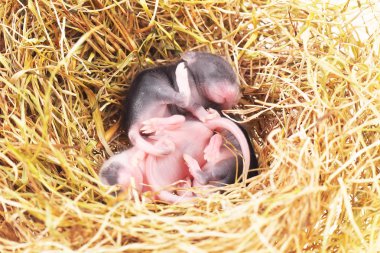 small mouse babies in nest clipart