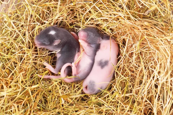 Myš malá miminka v hnízdě — Stock fotografie