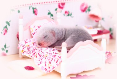 Ferret baby in doll house clipart