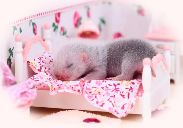 Ferret bebê em casa de boneca — Fotografia de Stock