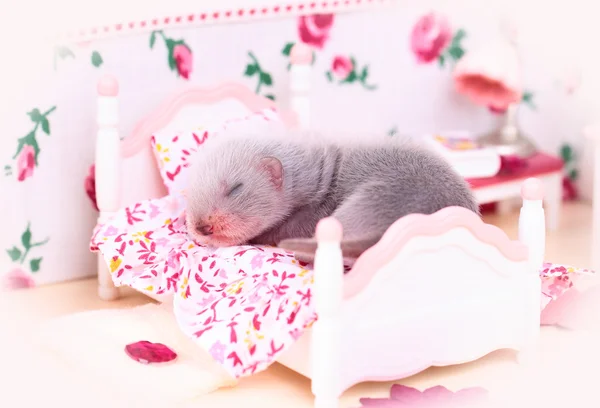 Ferret baby in pop huis — Stockfoto