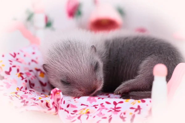 Bébé furet dans maison de poupée — Photo