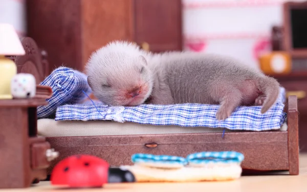 Ferret bebê em casa de boneca — Fotografia de Stock