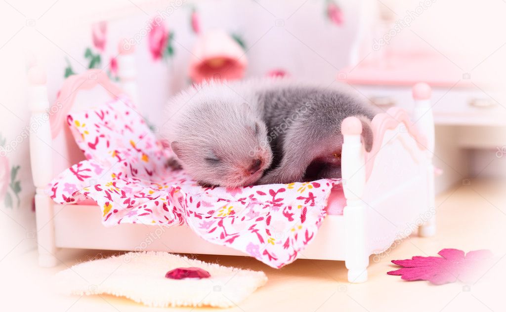 Ferret baby in doll house