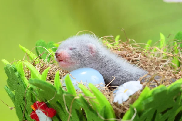 Bébé furet dans le nid de foin — Photo