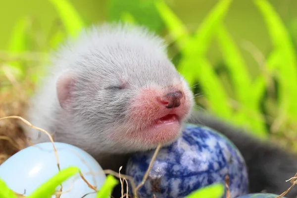 Frettchenbaby im Nest aus Heu — Stockfoto