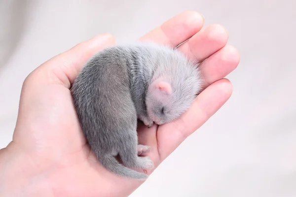 Ferret baby in menselijke handen — Stockfoto