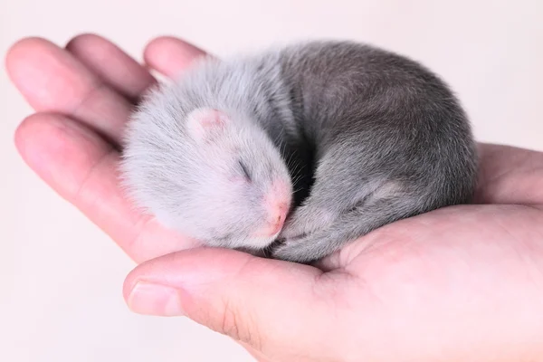 Ferret baby in menselijke handen — Stockfoto