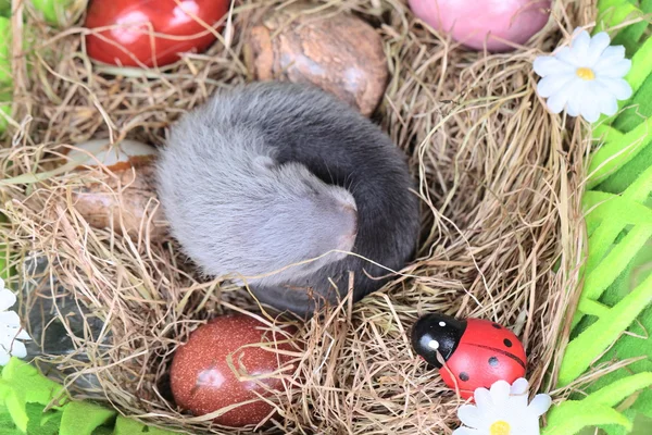 Ferret baby in the nest of hay — Stock Photo, Image
