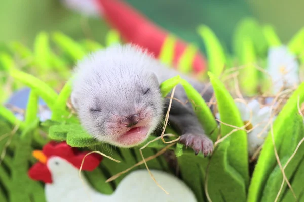 Frettchenbaby im Nest aus Heu — Stockfoto