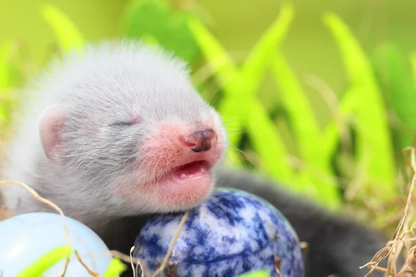 Bébé furet dans le nid de foin — Photo