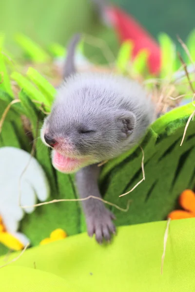 Ferret baby in the nest of hay — Stock Photo, Image