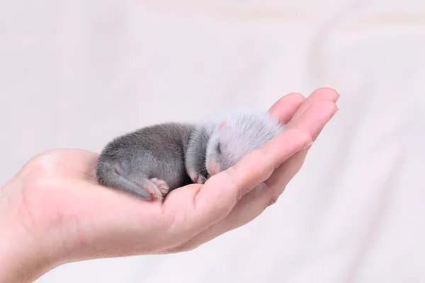 Bebé hurón en manos humanas — Foto de Stock