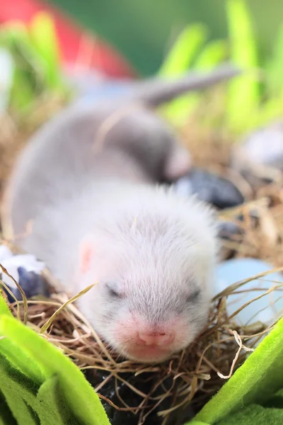 Ferret baby in the nest of hay — Stock Photo, Image