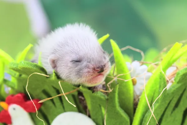 Fret baby in het nest van hooi — Stockfoto