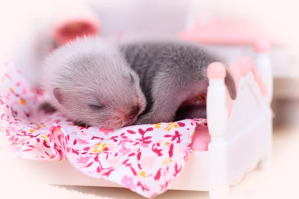 Bébé furet dans maison de poupée — Photo