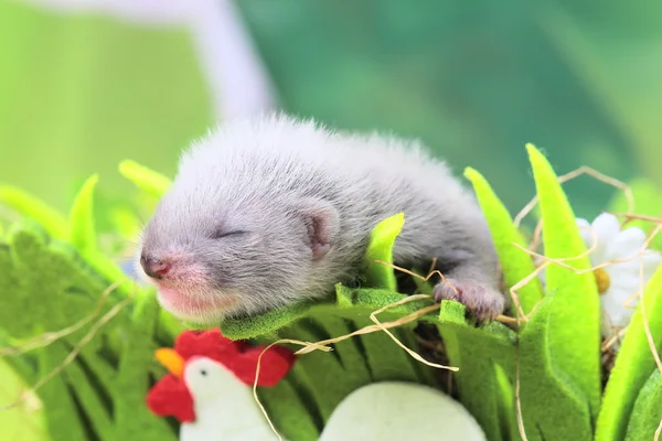 Frettchenbaby im Nest aus Heu — Stockfoto