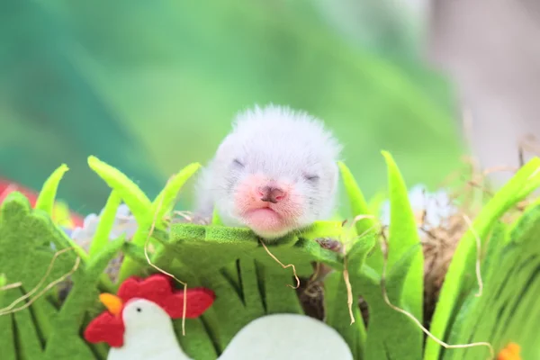 Bébé furet dans le nid de foin — Photo