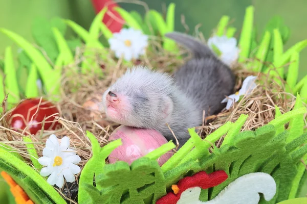 Frettchenbaby im Nest aus Heu — Stockfoto
