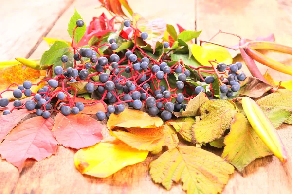 Bodegón de otoño con uva silvestre, hojas y más —  Fotos de Stock
