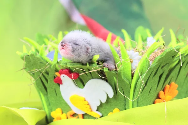 Ferret baby in the nest of hay — Stock Photo, Image