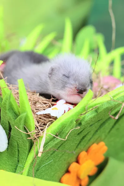 Bébé furet dans le nid de foin — Photo