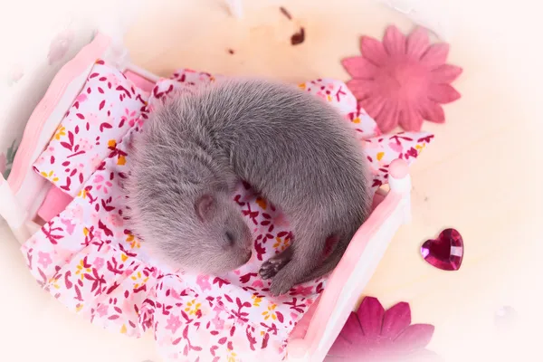 Bébé furet dans maison de poupée — Photo