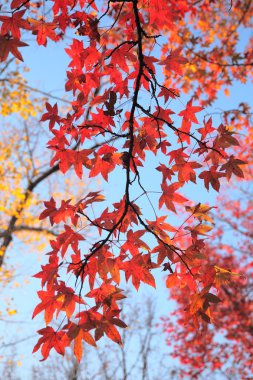 Akça ağaç kırmızı yaprakları ile.