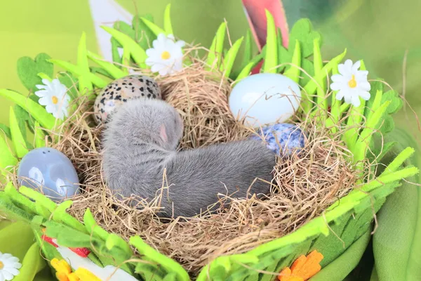 Frettchenbaby im Nest aus Heu — Stockfoto