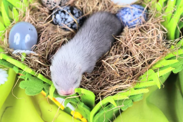 Ferret baby in the nest of hay — Stock Photo, Image