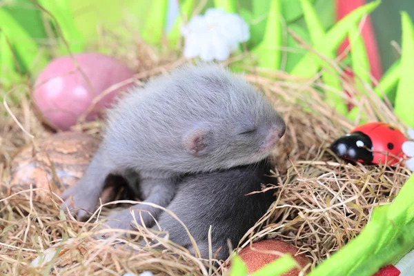 干し草の巣でフェレット赤ちゃん — ストック写真