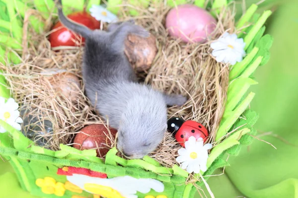Fret baby in het nest van hooi — Stockfoto