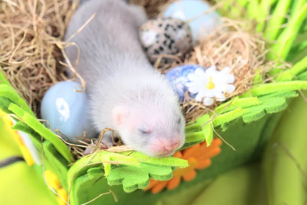 Frettchenbaby im Nest aus Heu — Stockfoto